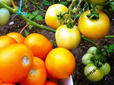 Семена томатов (помидор) Пинк Буш F1 (Pink Bush F1) купить в Украине -  Komirnyk