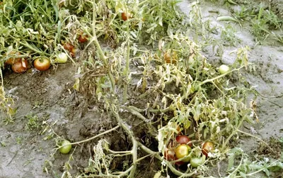 Семена томатов (помидор) Пинк Парадайз F1 купить в Украине | Веснодар