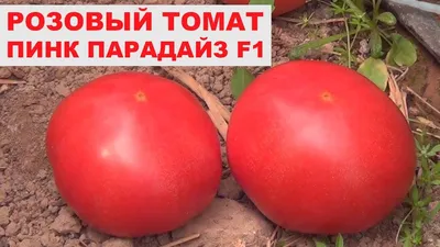 Томат Пинк Парадайз (ЭЛИТ) F1 (5 семян) в Москве – цены, характеристики,  отзывы