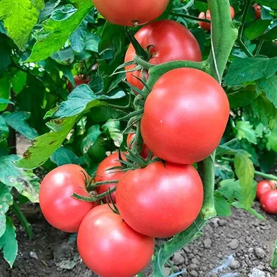 Купить помидоры красные Пинк парадайз, цены на Мегамаркет | Артикул:  100045251364