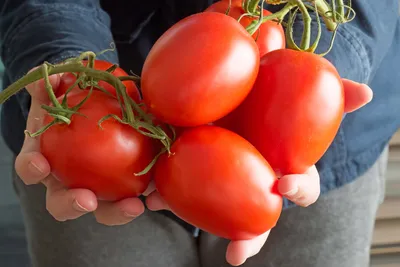 Семена томатов (помидор) Пинк Импрешн F1 (Pink Impression F1) купить в  Украине | Веснодар