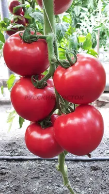 Семена профессиональные томат Пинк Харт F-1 высокорослый розовый