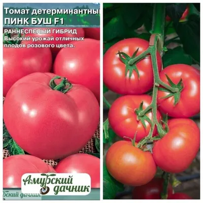 Купить семена Томат Пинк Буш F1 1000 семян 3800 в Волгограде c доставкой по  России - «АгроОнлайн»