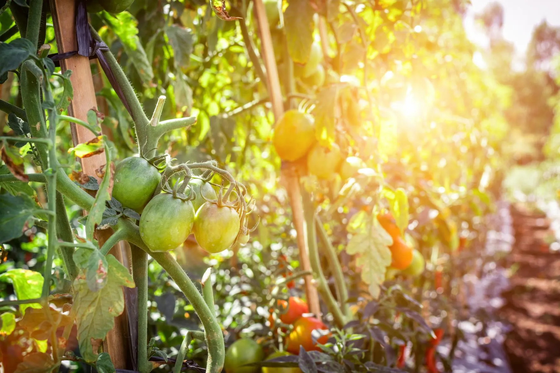 Плантация томатов. Помидорные плантации. Теплица с помидорами. Поле томатов. Урожайность томата семеновна