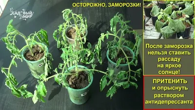 Безрассадные помидоры и способы выращивания - Agro-Market