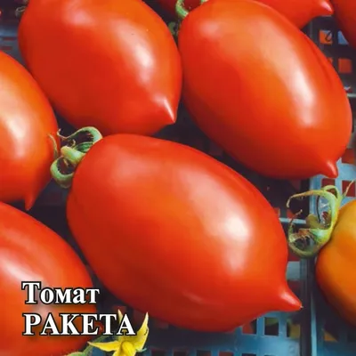 Семена Удачные семена Томат Ракета - «Первое знакомство с томатом \"Ракета\"»  | отзывы