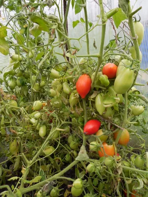 Семена Аэлита томат Ракета - «Проверяю самый урожайный сорт томата для  открытого грунта! Какие у него недостатки? » | отзывы