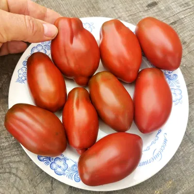 Семена томат \"Ракета\" купить по цене 56 ₽ в интернет-магазине KazanExpress