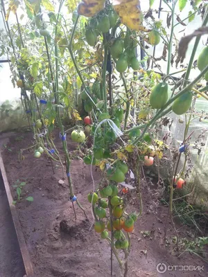 Семена Аэлита томат Ракета - «Проверяю самый урожайный сорт томата для  открытого грунта! Какие у него недостатки? » | отзывы