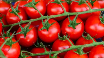 Отзыв о Семена Удачные семена томат \"Ракета\" | Сорт томатов , проверенный  временем, отличный для консервирования