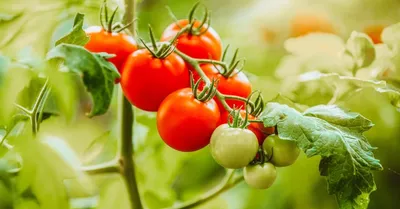 Непасынкующиеся томаты - низкорослые сорта помидоров для открытого грунта  без пасынкования