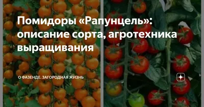 Помидоры рапунцель фото фотографии