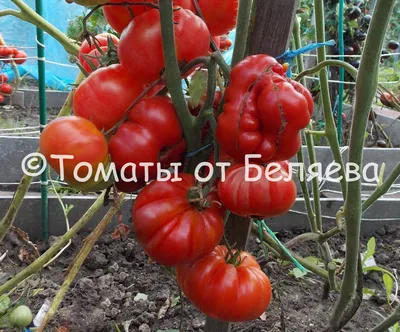 ТОП-20 ребристых сортов томатов: обзор красных и розовых, желтых и  оранжевых, помидоров экзотической окраски