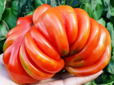 Ребристые сорта томатов. Крупноплодные и урожайные | Мое любимое подворье |  Дзен