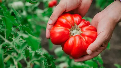 Томавак - Т — сорта томатов - tomat-pomidor.com - отзывы на форуме | каталог