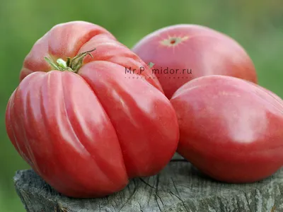 Зеленые и красные ребристые помидоры на винтажной деревянной подставке  американского или флорентийского сорта | Премиум Фото