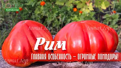 Томат Ребристый Эуганских холмов, семена | ОГОРОД.сайт