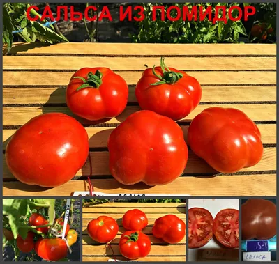 Гибридное Sarra F1 помидоров в оранжерее филиала созревает плоды нового  урожая большие ребристые «фрам» очень вкусный овощей верти Стоковое  Изображение - изображение насчитывающей план, еда: 193672849