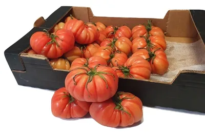 Семена томатов (помидор) Американский Ребристый купить в Украине | Веснодар