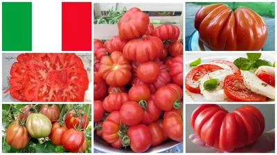 Спелые сочные красные ребристые помидоры сорта минусинский шарпей  натуральные продукты и витамины изолированные на белом фоне крупным планом  | Премиум Фото