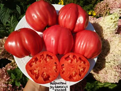 Семена Помидор Американский ребристый 0,1., шт ✔️ 3 грн. ᐉ Семена овощей в  Мукачево на BON.ua 70671604