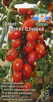 Томаты Седек томат - купить по выгодным ценам в интернет-магазине OZON  (810368712)