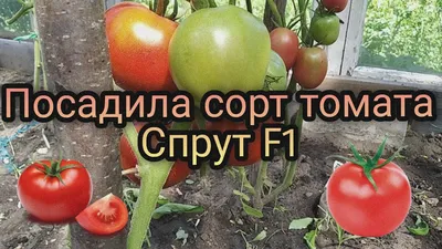 Семена томатов Спрут СеДек 100738052 купить в интернет-магазине Wildberries