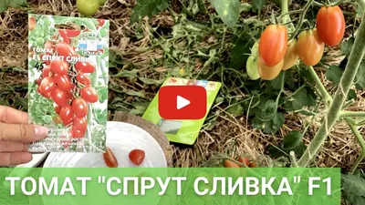 Томат Спрут Красный Деловой Енот 103216698 купить в интернет-магазине  Wildberries