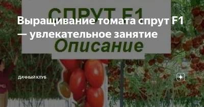 ✓ Семена Томат Спринт 2, 0,05г, Гавриш, Овощная коллекция по цене 18,40  руб. ◈ Большой выбор ◈ Купить по всей России ✓ Интернет-магазин Гавриш ☎  8-495-902-77-18