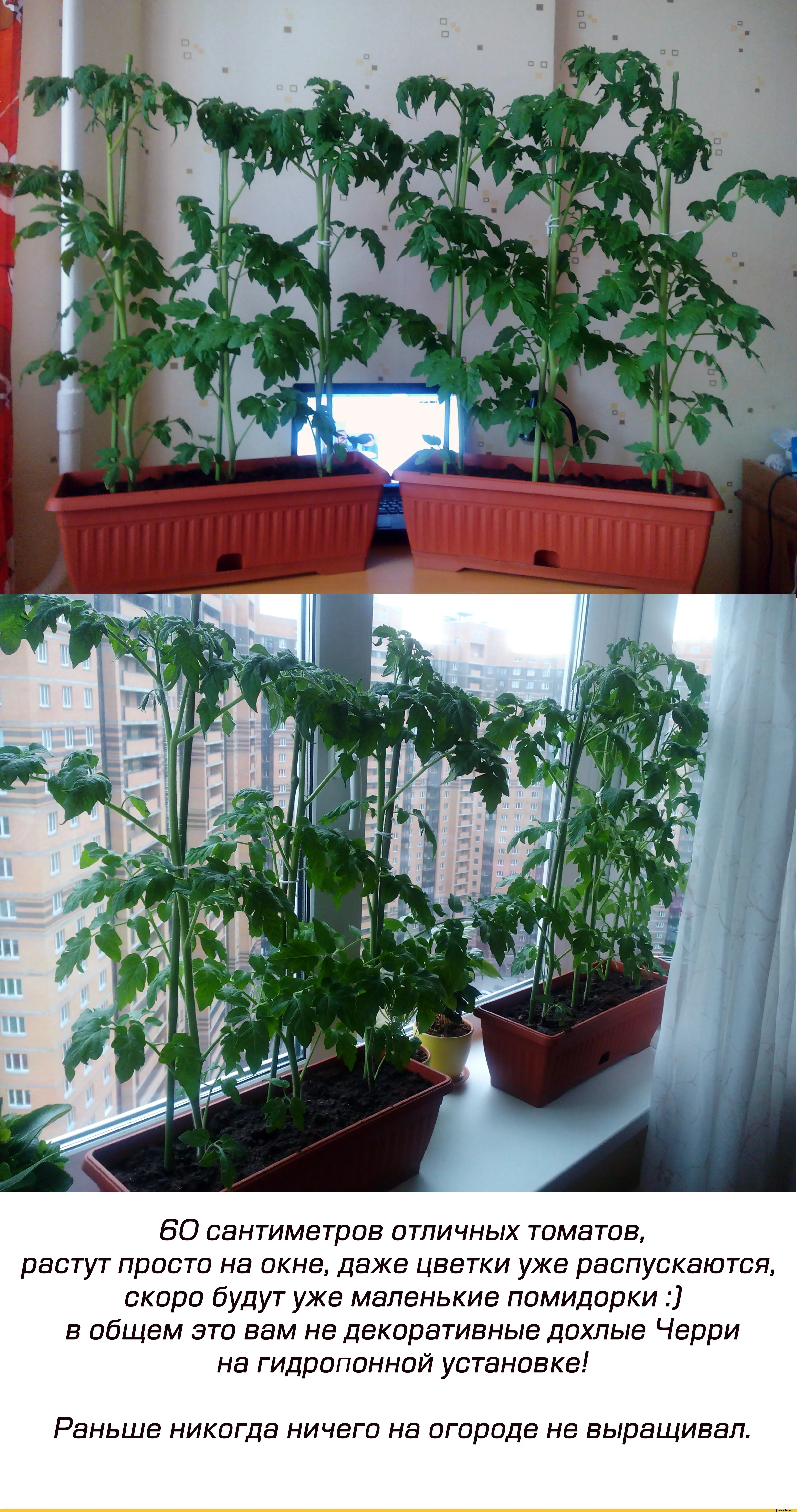 Как посадить домашние помидоры дома на подоконнике. Помидоры на балконе. Помидоры в горшке на подоконнике. Рассада балконных помидор. Рассада помидор на окне.