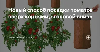 Новый способ посадки томатов вверх корнями, «головой вниз» | посуДАЧИм об  огороде | Дзен