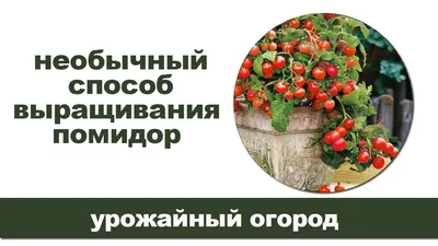 Выращивание помидоров (томатов) - посадка и уход от А до Я | Сайт о саде,  даче и комнатных растениях.