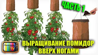 ВЫРАЩИВАНИЕ ПОМИДОР ВВЕРХ НОГАМИ ЧАСТЬ 1 - YouTube