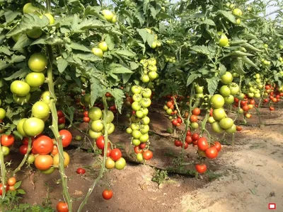 Семена Томат \"Сосулька Чёрная\" Аэлита - «🍅Много завязей в кисти. Вкусный.  Сочный. Плотный. Недостатки 🚩Что делать, если помидоры трескаются» | отзывы