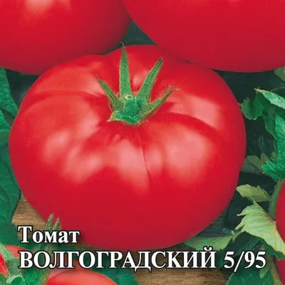 Семена Томата Волгоградский. Купить с Доставкой по РФ почтой и ТК