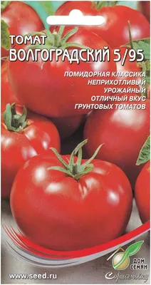 Томат Волгоградский купить по цене 30 рублей от питомника саженцев и  растений Центросад | Фото и консультация по уходу