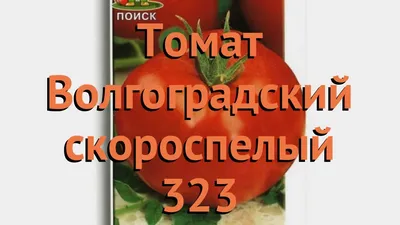 Почему волгоградские помидоры «стали уже не те» | Сельский Житель | Дзен