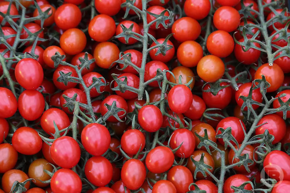 В течении августа помидоры подешевели на 50. Помидоры волгоградские. Ксанди томат. Помидоры Кахура. Фотосессия с помидорами.