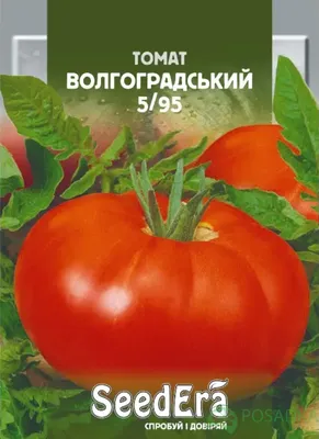 ꕤ Рассада Томат Волгоградский 5/95 1 шт (горшок) • купить Рассада Томат  Волгоградский 5/95 1 шт (горшок) по цене от 29.99 грн. в Украине