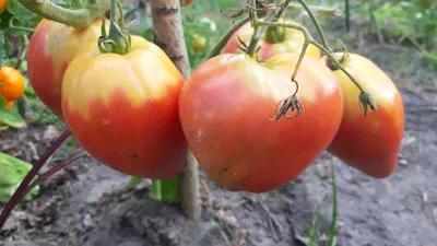 Семена Томат, Бычье Сердце Розовое, 0.1 г, цветная упаковка, Седек в  Брянске: цены, фото, отзывы - купить в интернет-магазине Порядок.ру