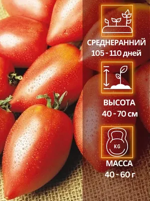 Томат Забава продуктивный экзотический среднеранний сорт очень вкусный  лежкий, упаковка 0,1 г: продажа, цена в Обухове. Семена и рассада овощных  культур от \"Агро-магазин \"СВІТЛЯЧОК В.А.М.\"\" - 745167429