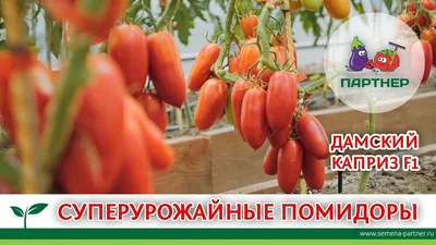 Русский Огород Семена томатов Ракета низкорослые