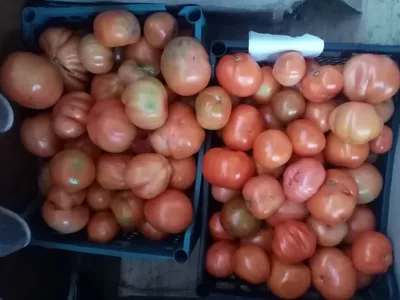 Помидоры выросли. В России отмечается рост цен на томаты | Рынок | Деньги |  Аргументы и Факты