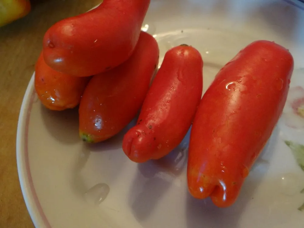 Томаты жигало отзывы фото урожайность. Сорт томатов жигало. Сорт помидор жиголо. Сорт томата жиголо. Томат Гаванская сигара.