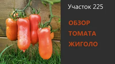 Семена биотехника томат жиголо купить по цене 179 ₽ в интернет-магазине  KazanExpress