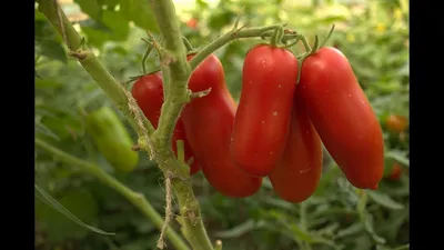 Томат Жиголо. Обзор сорта. Выращивание томата в Сибири. - YouTube
