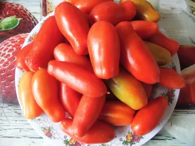 Семена томат Жиголо Биотехника 174762600 купить в интернет-магазине  Wildberries