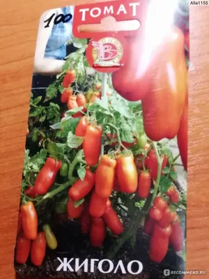 Томат Жиголо (семена) купить по цене 174.9 ₽ в интернет-магазине  KazanExpress
