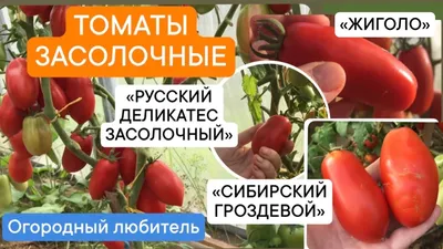 Отзыв о Семена томата Партнер \"Жиголо\" | Очень красивые и не вкусные.