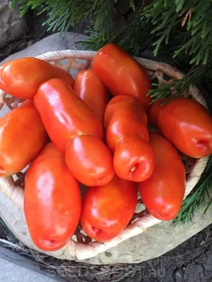 Томат ЖИГОЛО!!!!Супер урожайность. СТЕНА томатов!!! будет в продаже. -  YouTube